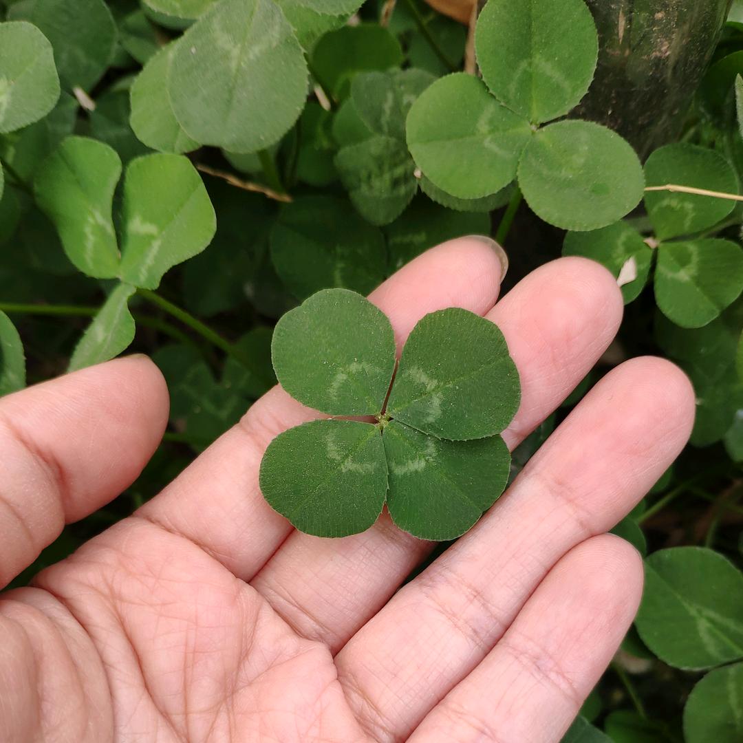 卖鸡汤的资深语文课代表