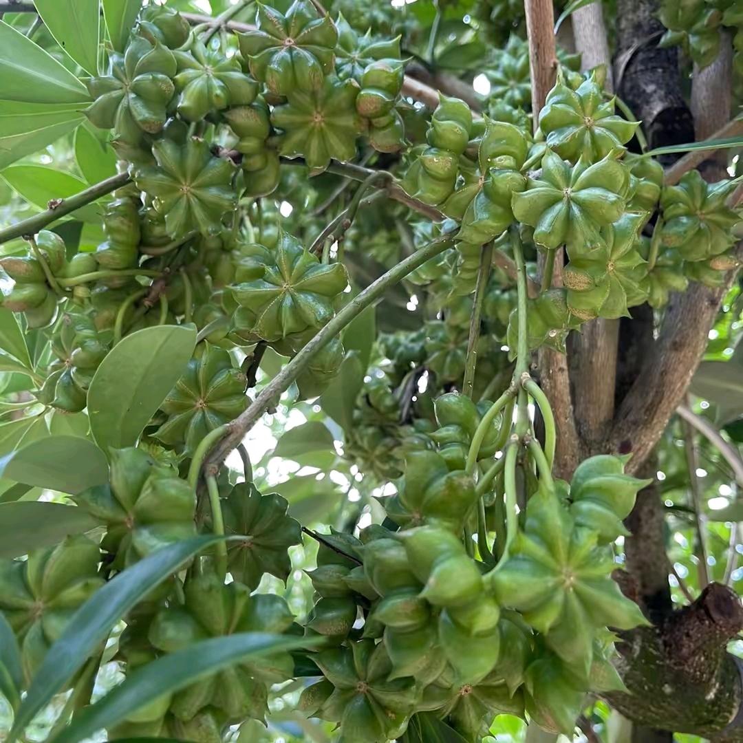 谭生《长期营业》嫁接苗