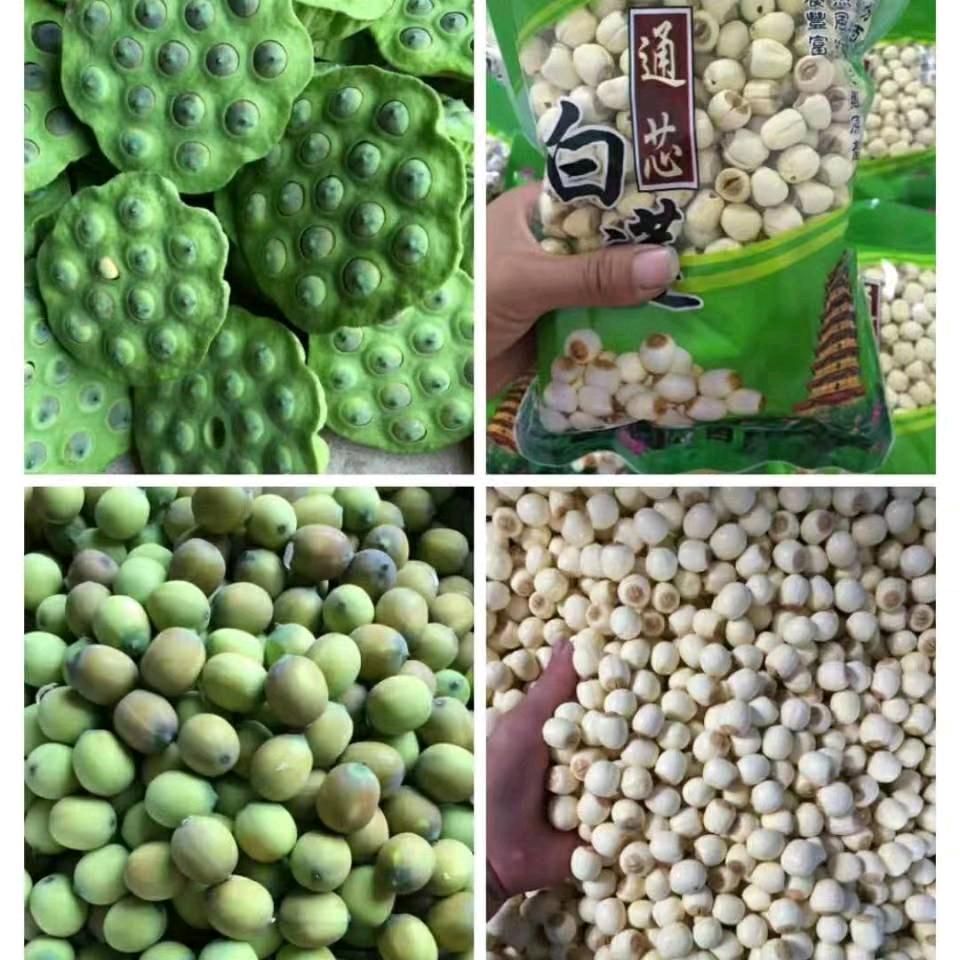 丽军莲业