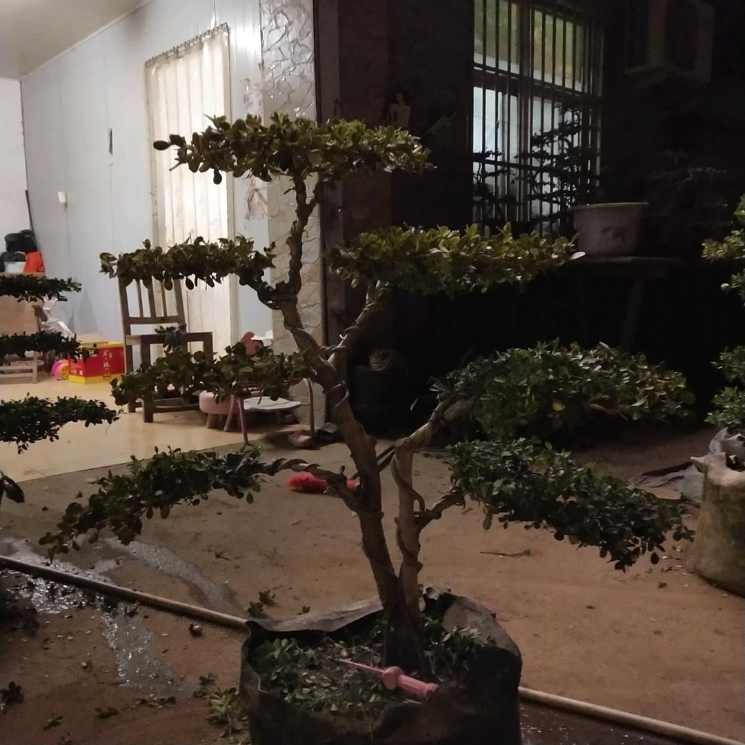 立怀苗木盆景