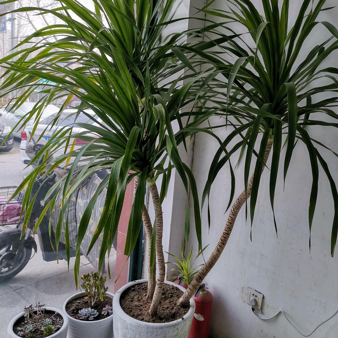 你好归来
