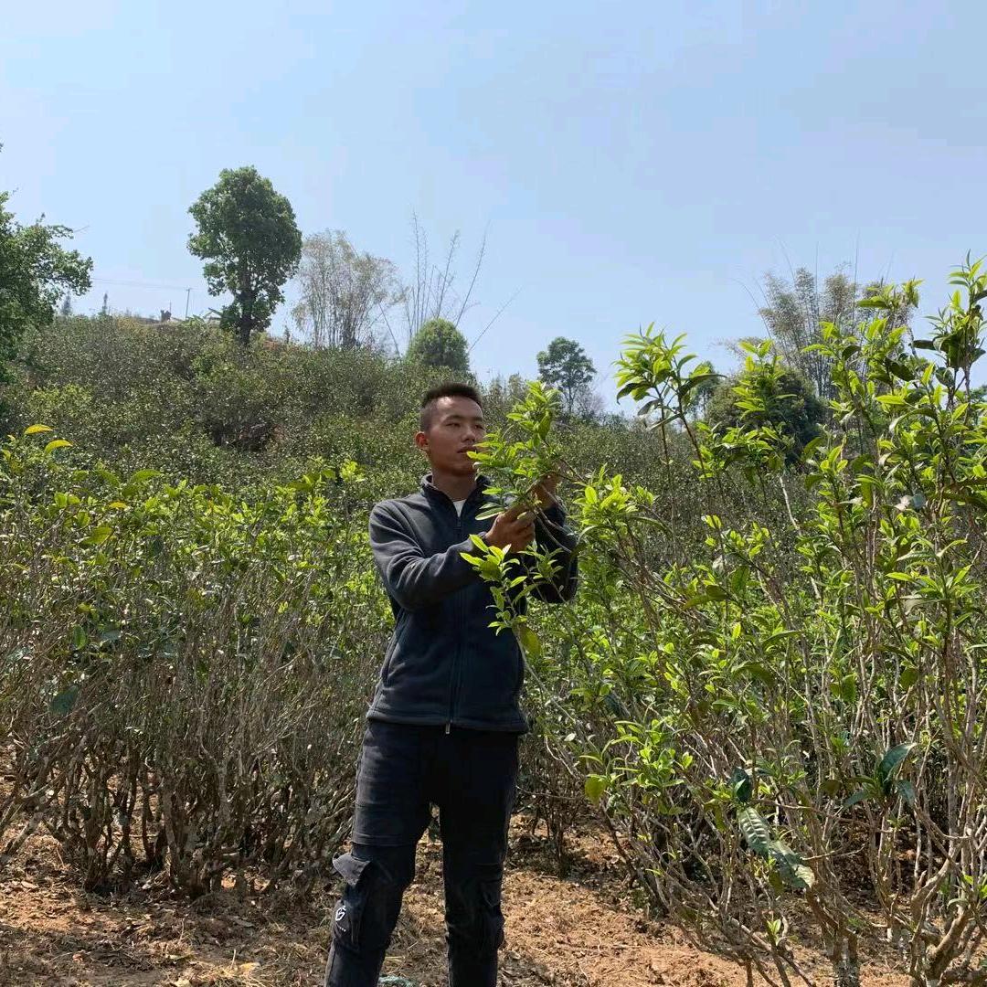 小涛    源头茶农