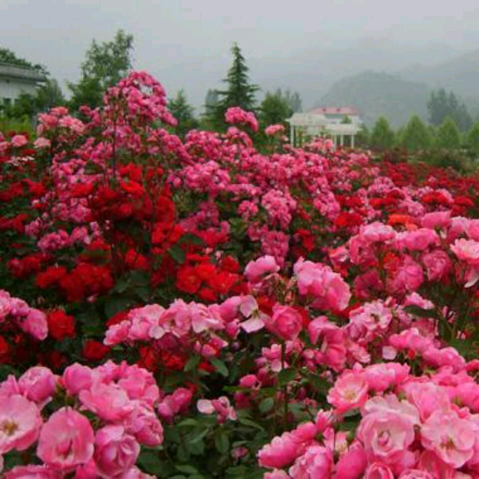 春暖花开。
