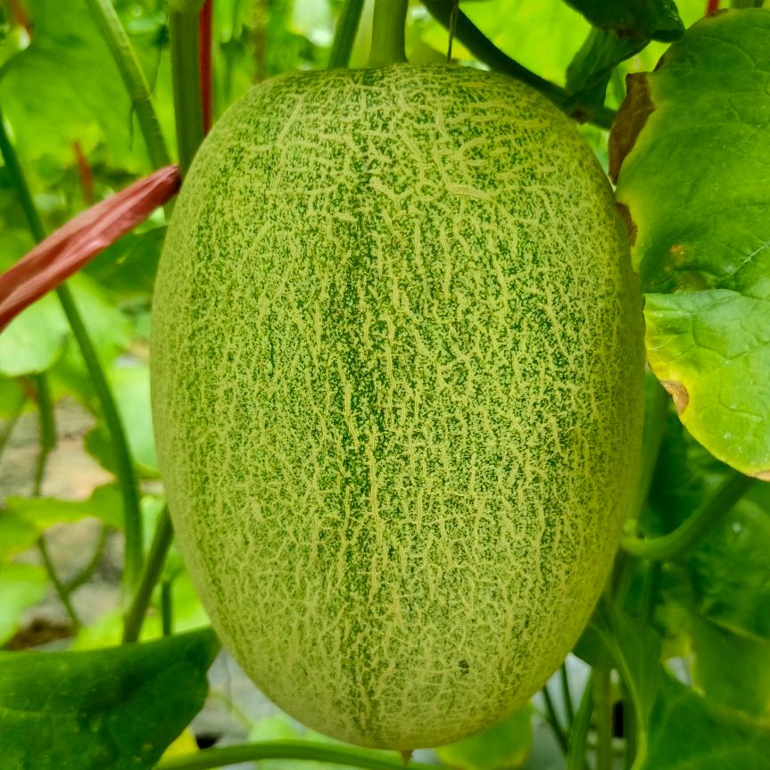 春夏秋冬🐠🐠