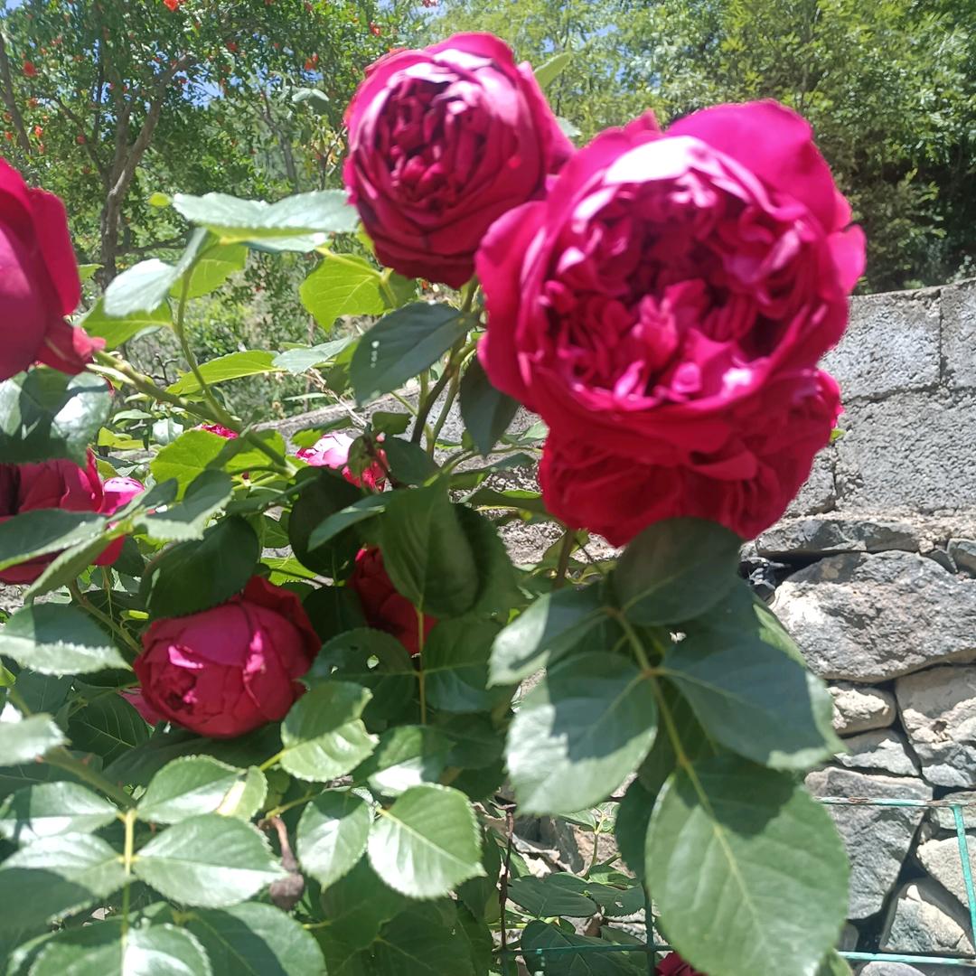 花好月圆