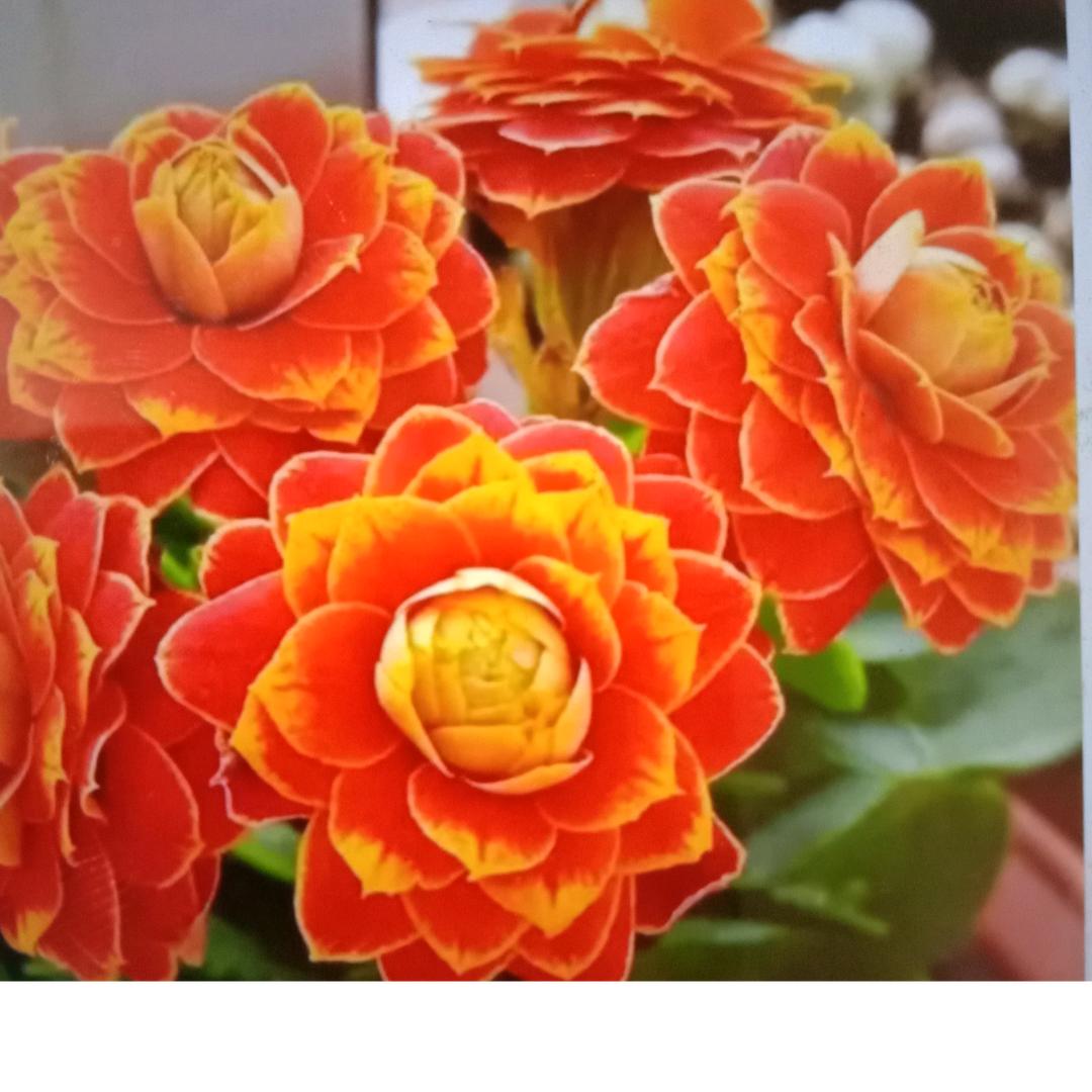 用户43183000春暖花开