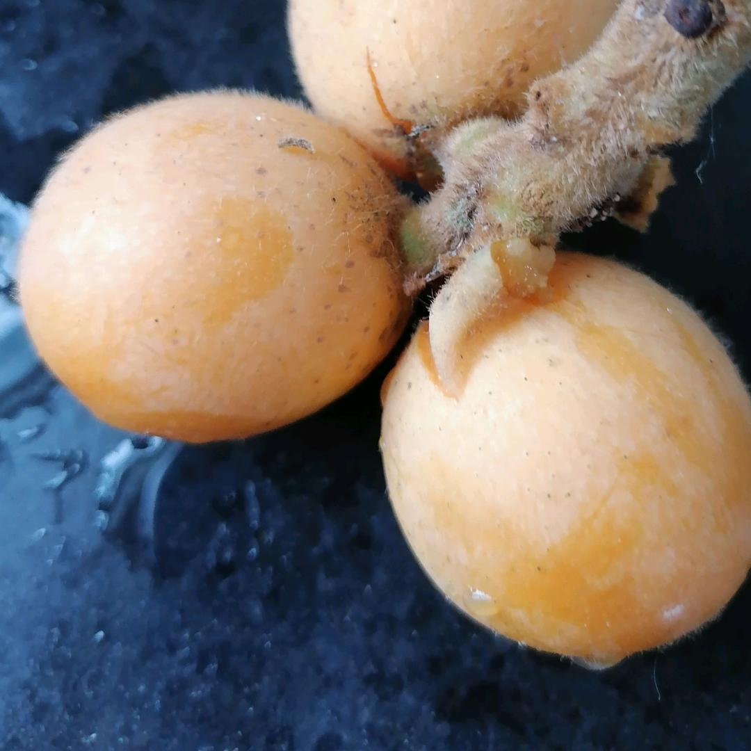 童心tongxin