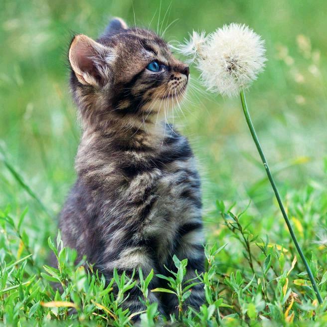 小猫影视