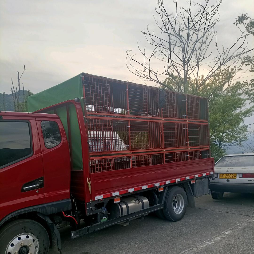 娃娃鱼猪仔养殖