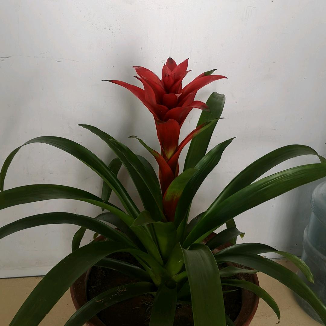 瑞瑞姥姥