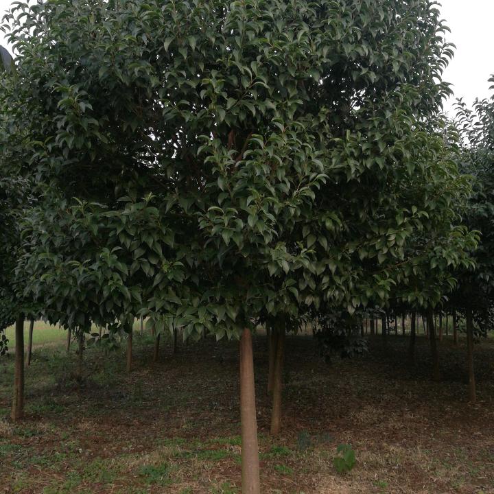 内乡主供大叶女贞，皂角，枇杷，五角枫