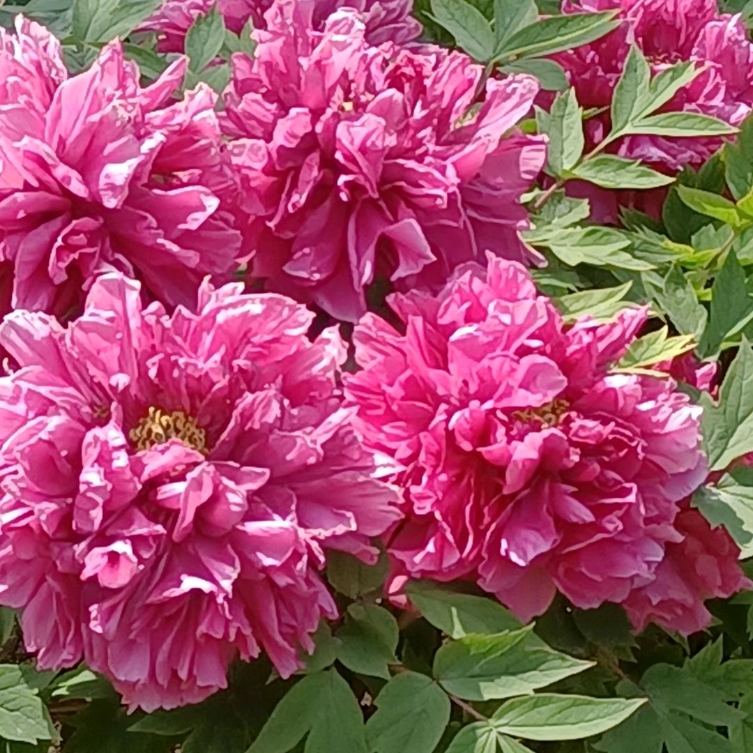 花开富贵
