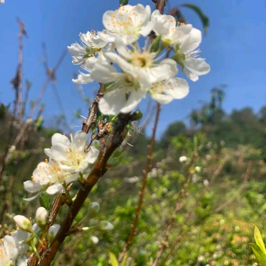 嫣花🌺花🌸🌸