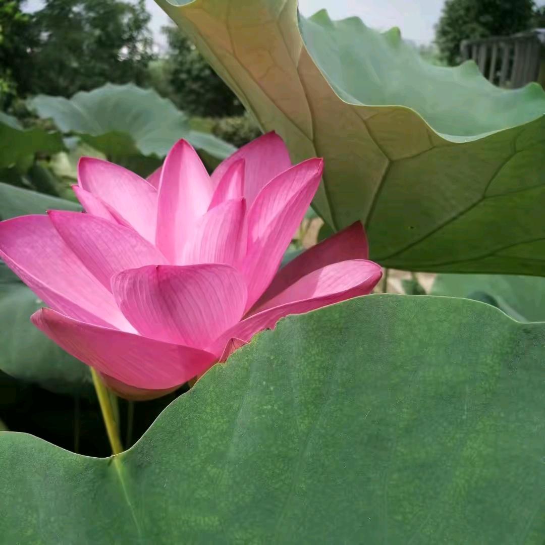 开开心心。