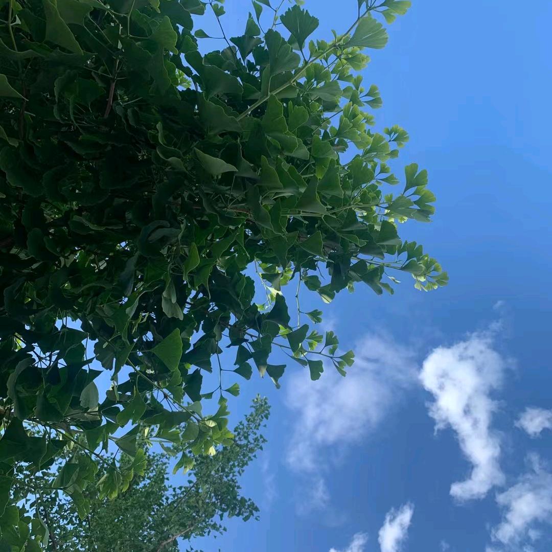燕儿