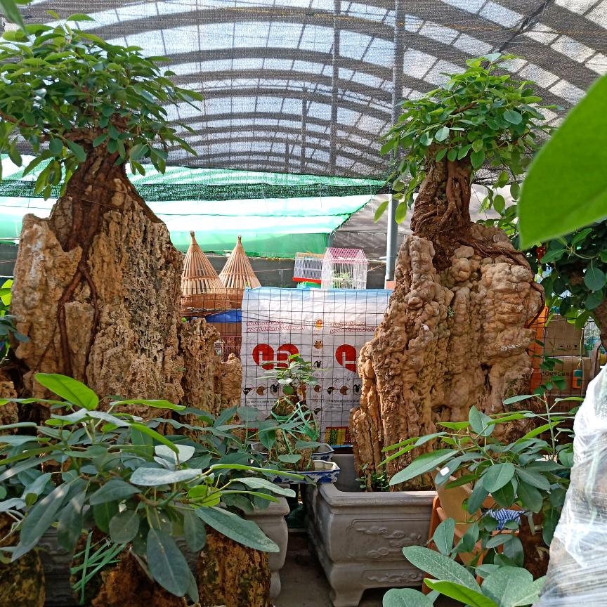 润景园《吸水石》