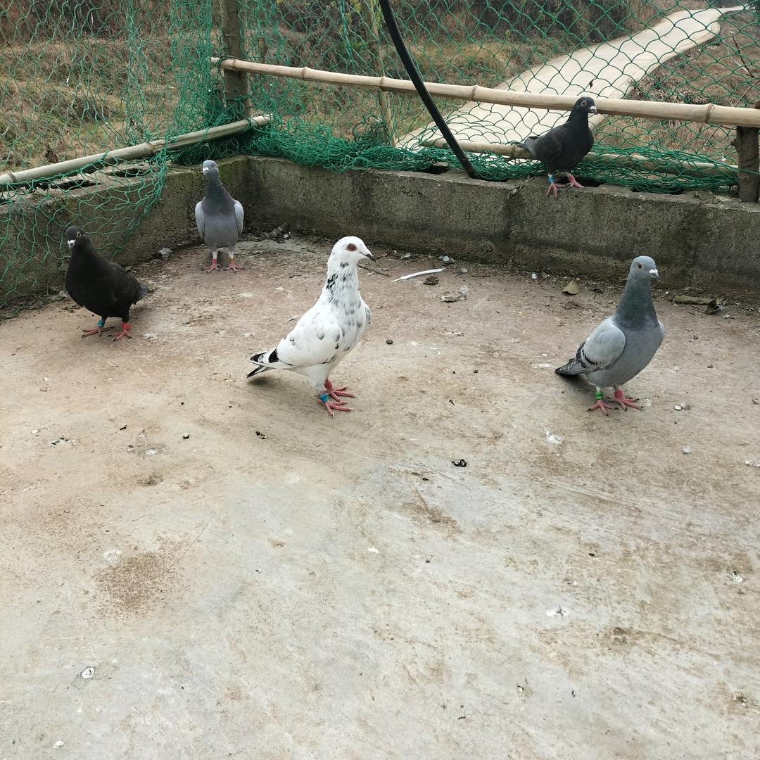 啊海