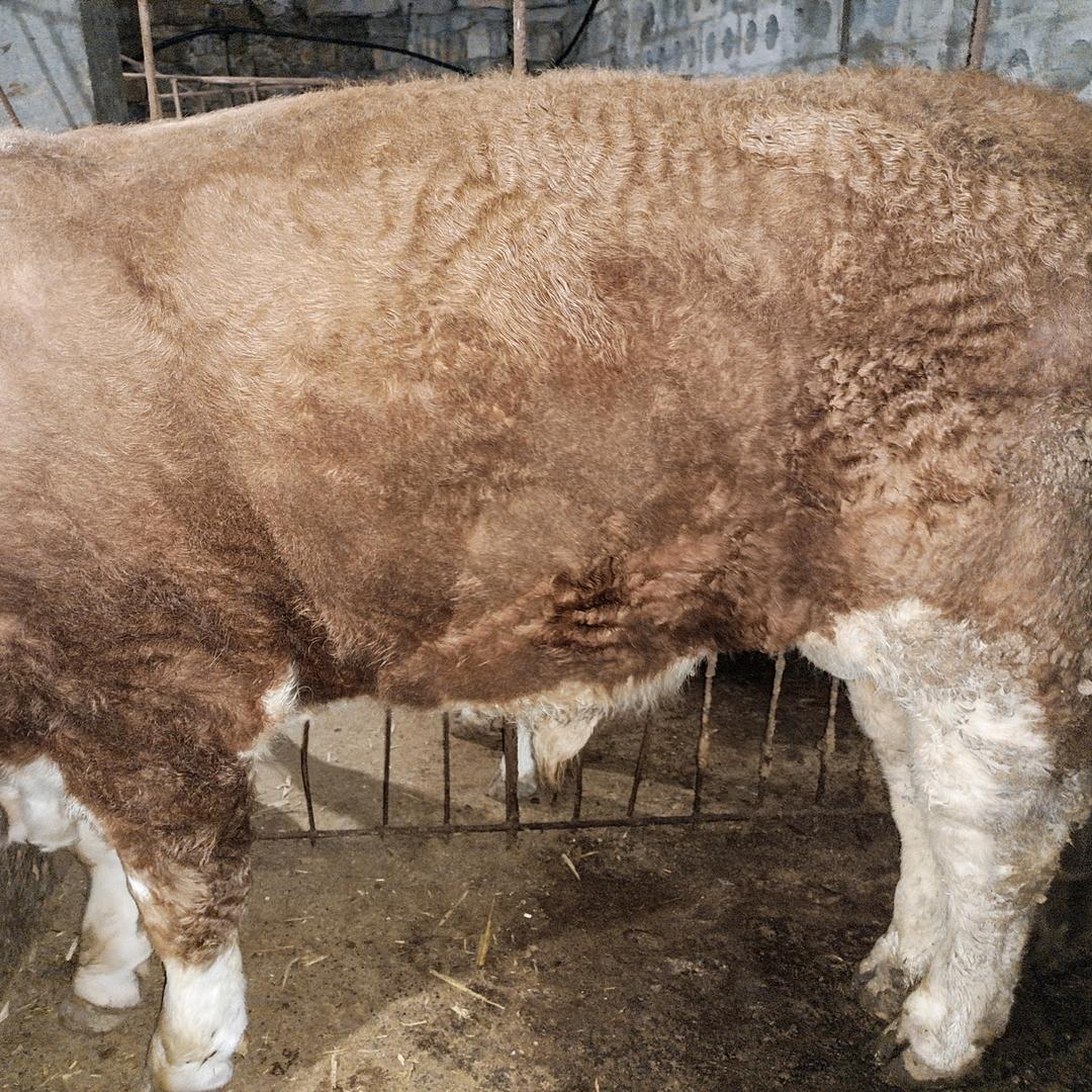 王老六养殖🐮🐮