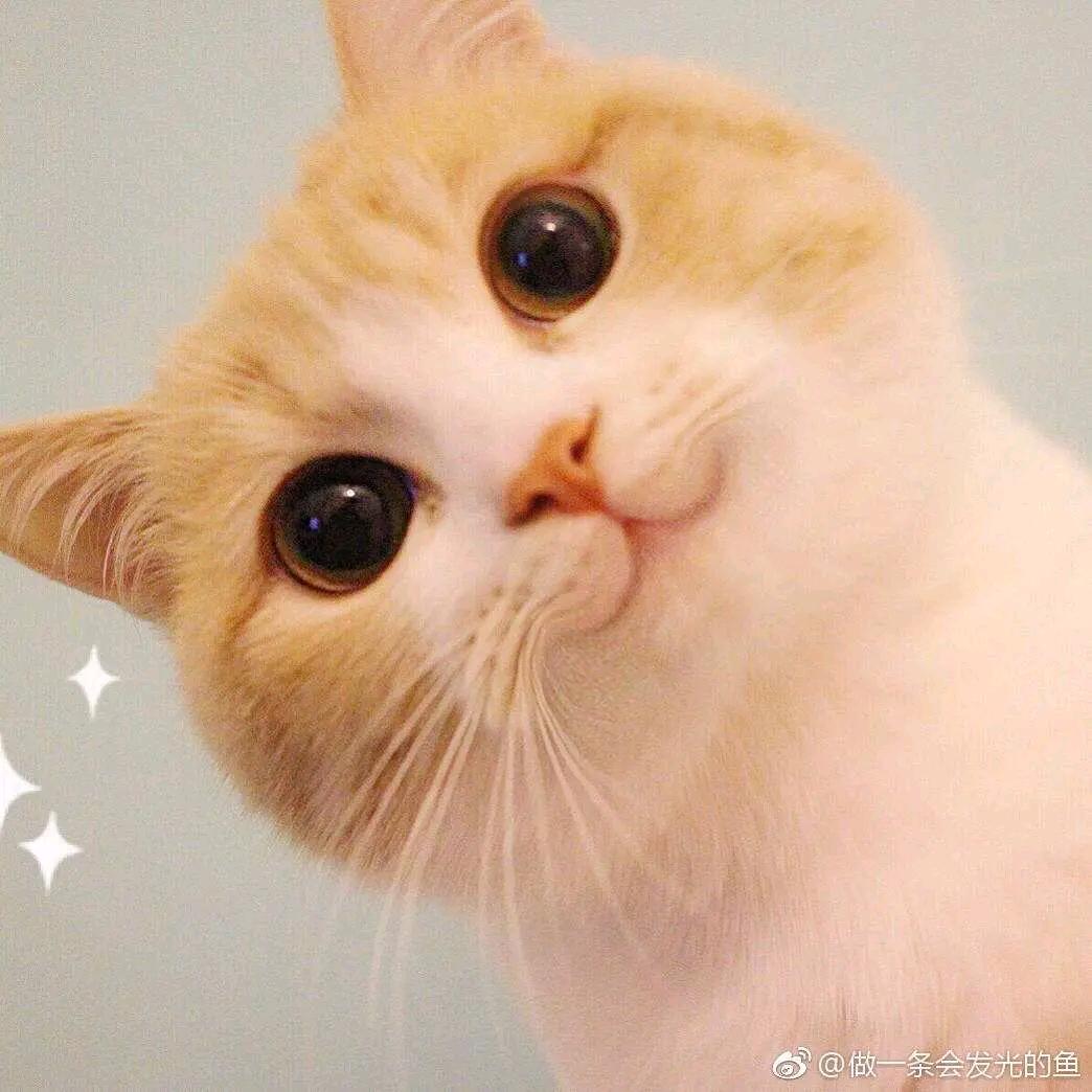 小申申