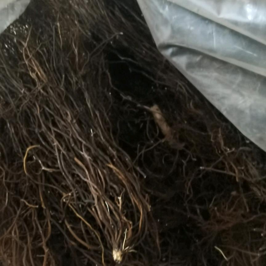 王保山-宇蒙药业