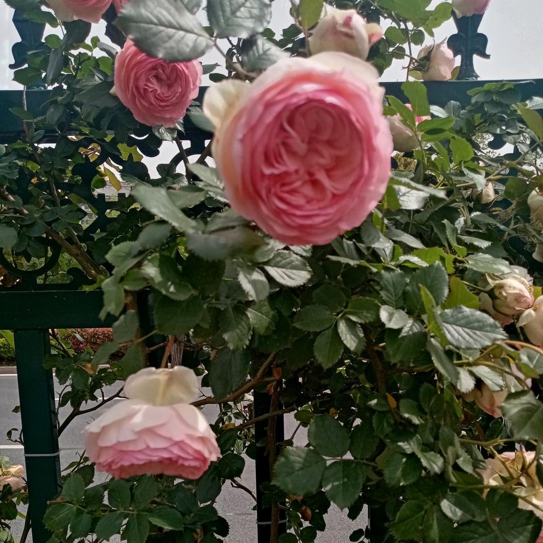 满架蔷薇一院香