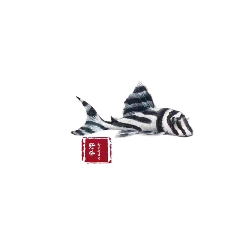 野格.南美研习者