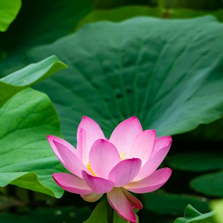 宁静致远（LG丫）