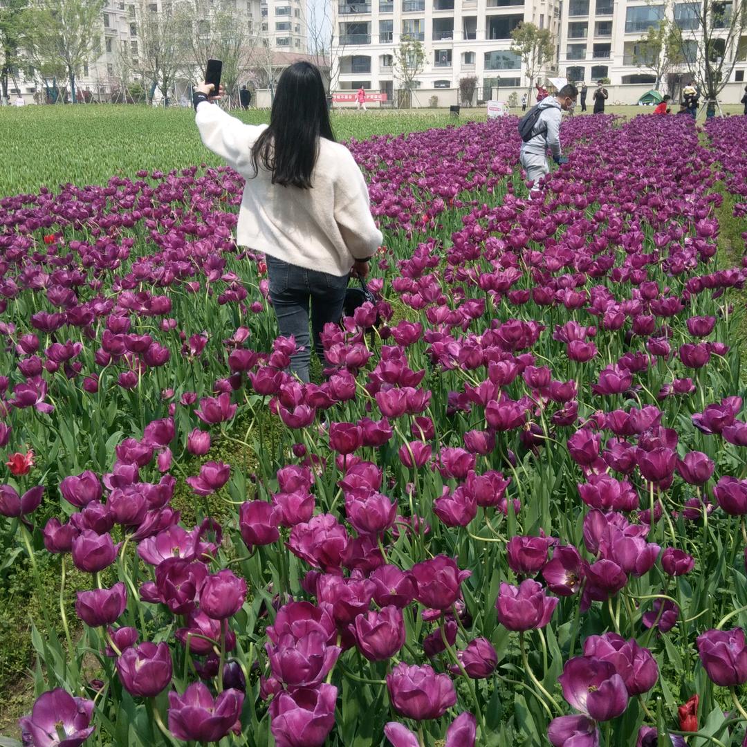 山东宋哥生鲜农家果园