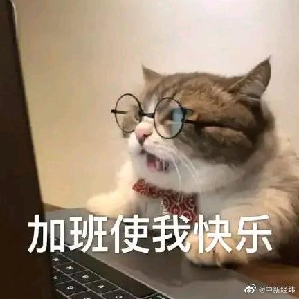 菲菲罗布猫头像