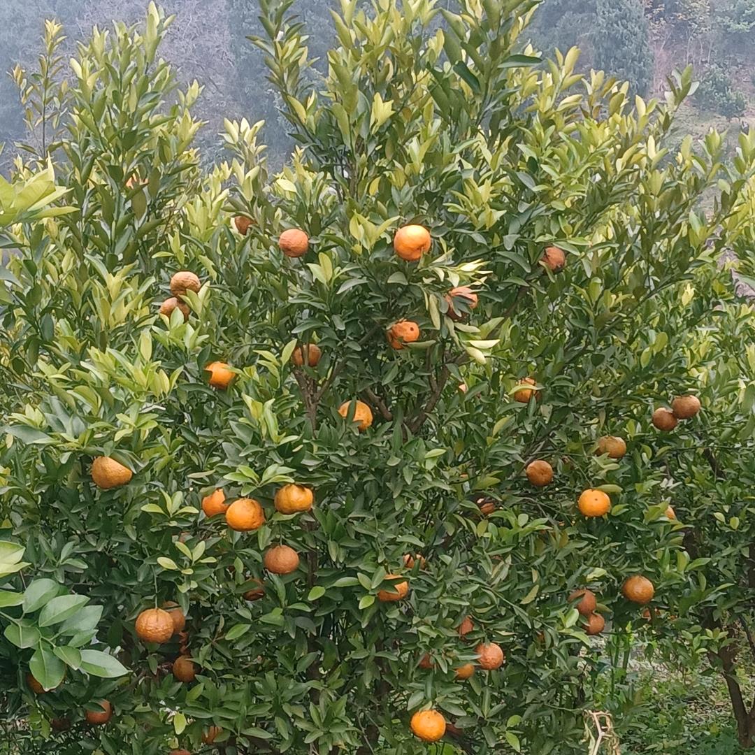 ☞🍊🍊🍊🍊🍊🍊☜