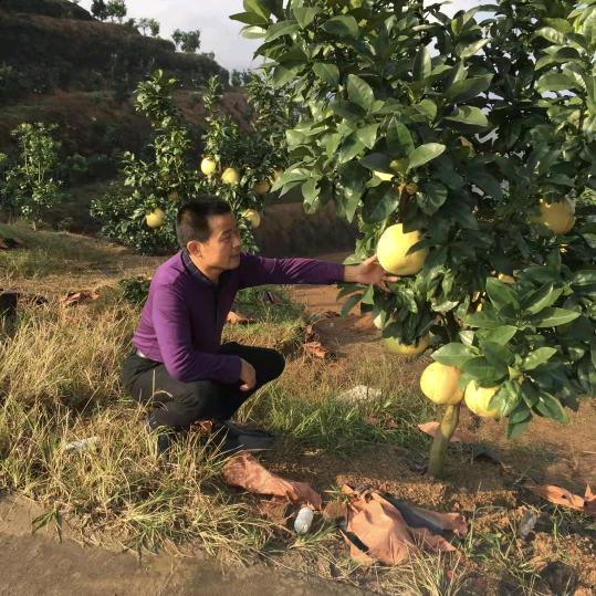 杨金标马家柚