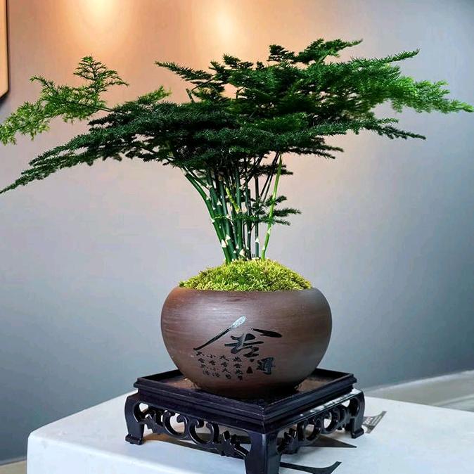 辰若芯花卉园艺