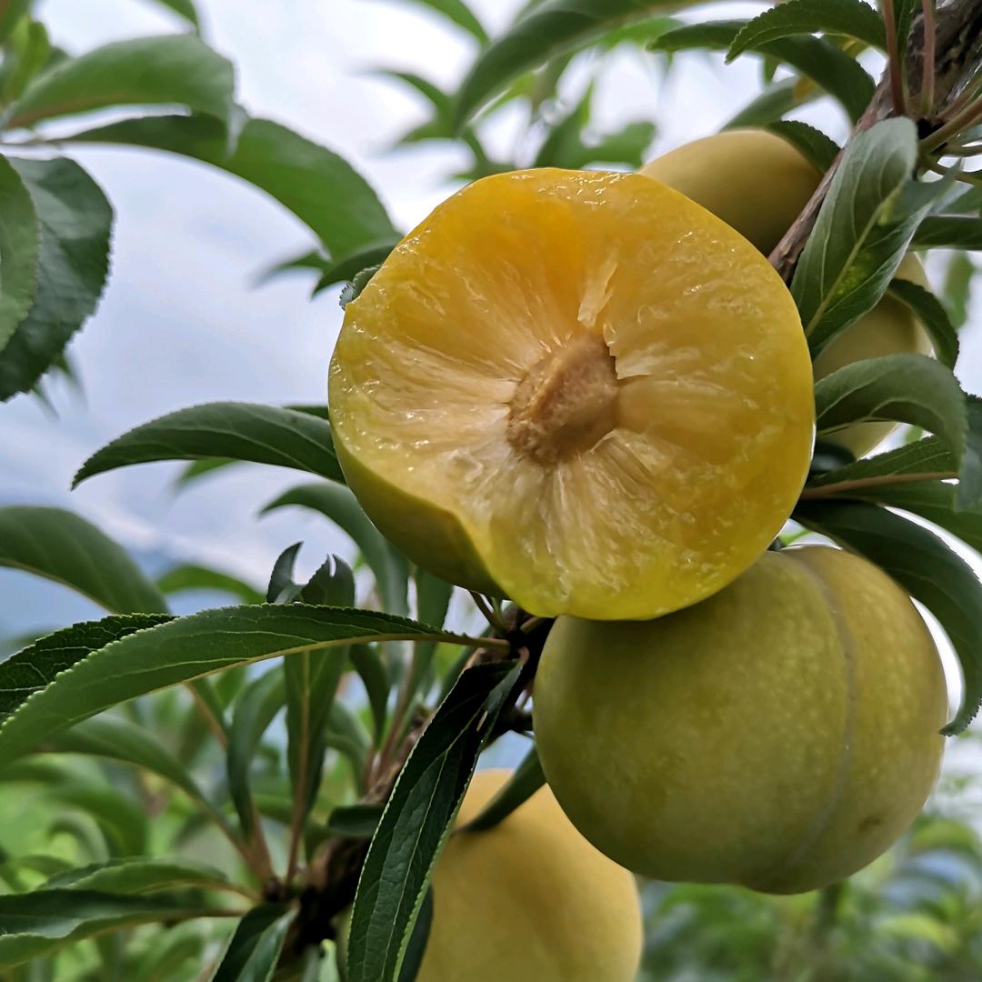 贵州树忠蜜李种植有限公司