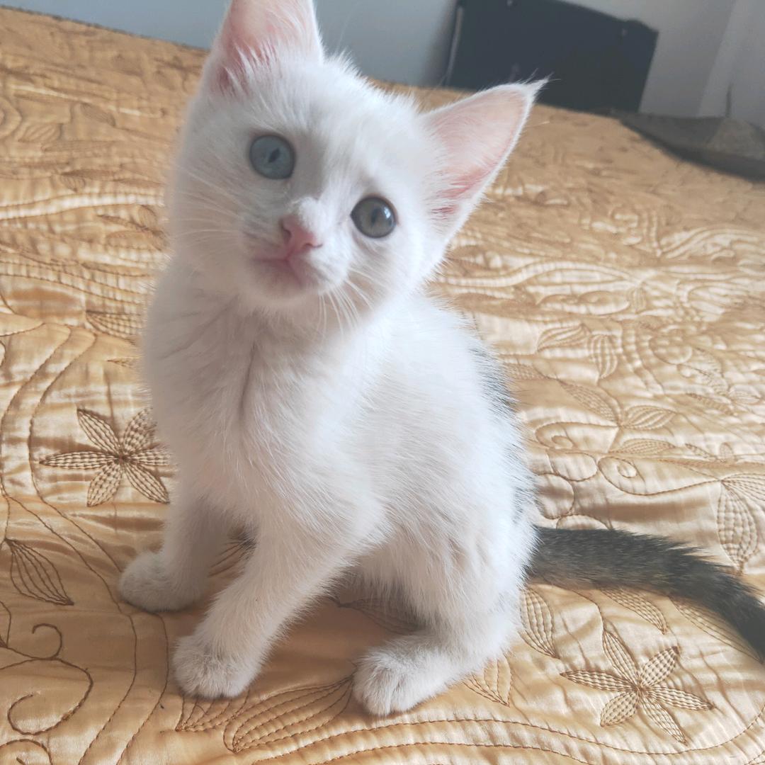 古丽妮萨