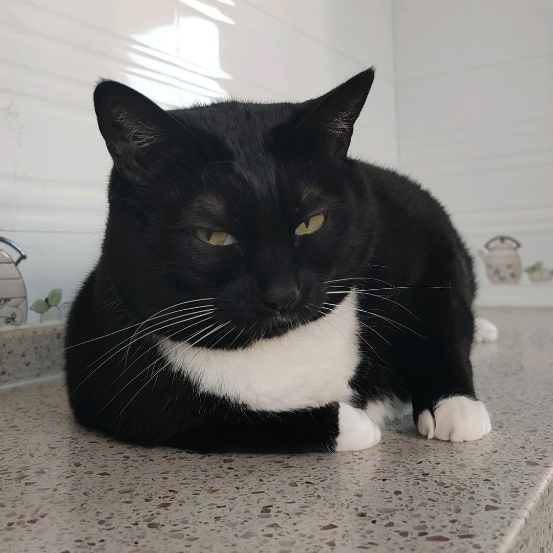 哈啤猫猫