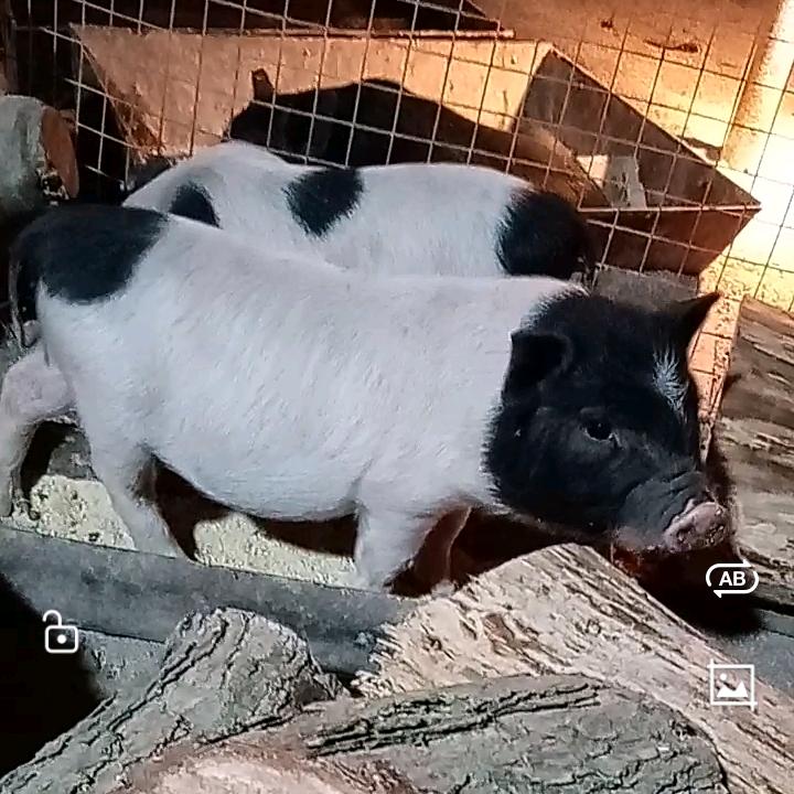 天鹅湖村长养黑猪