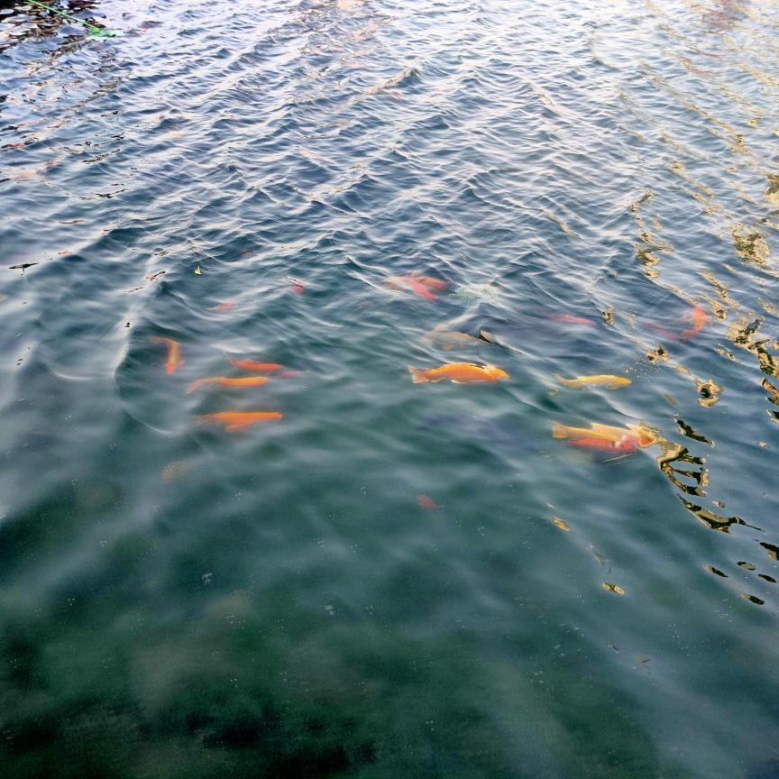 飘柔