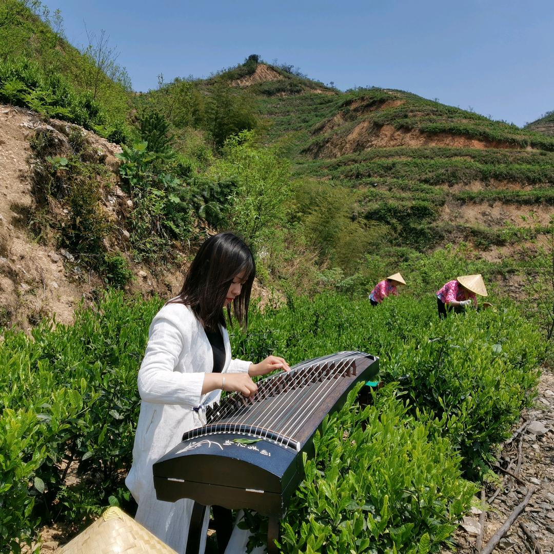 绿溯有机茶—小溯