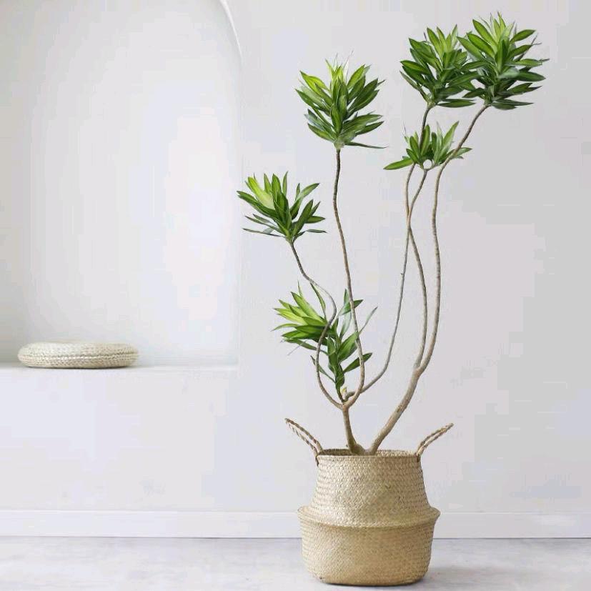助威花卉大绿植