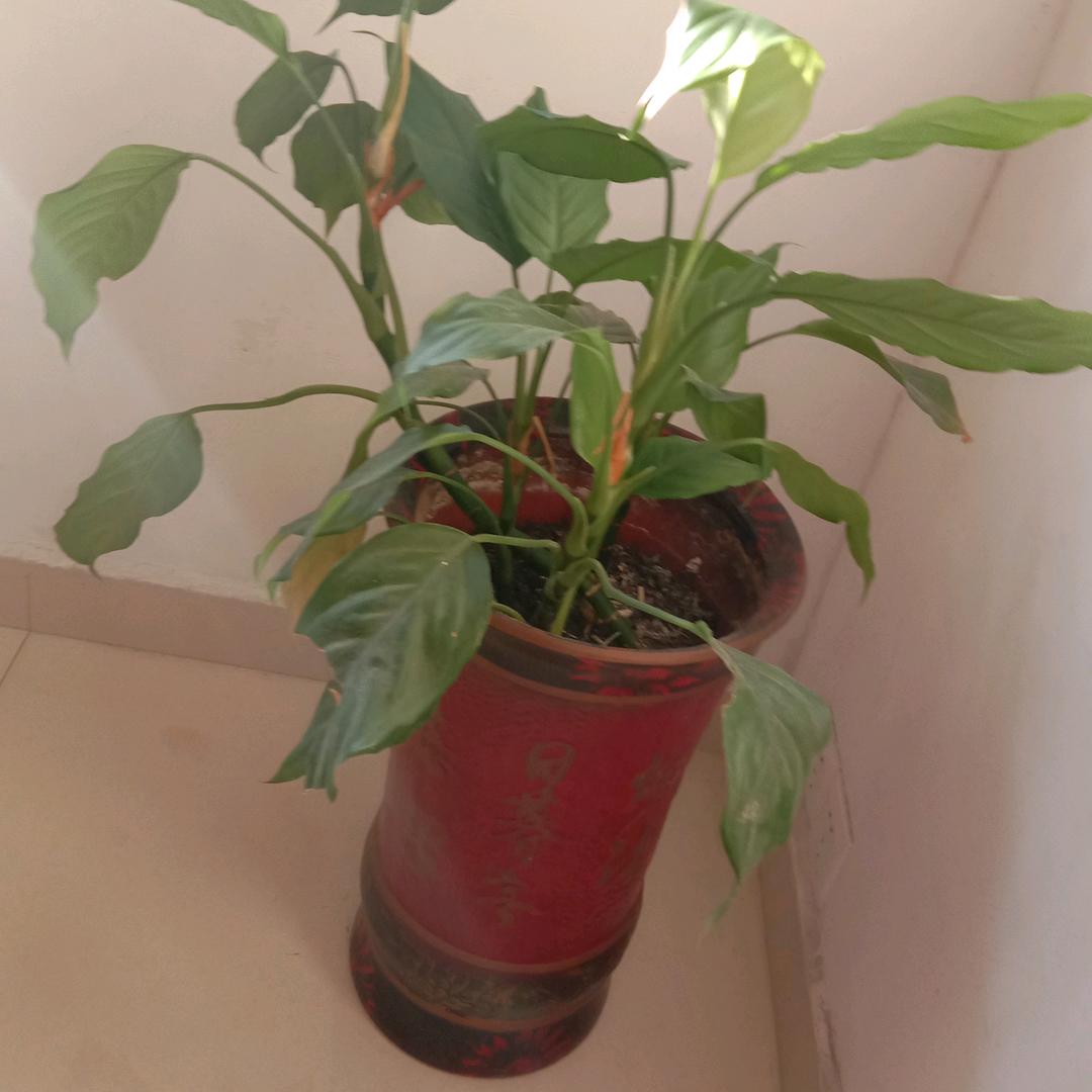 八月桂花