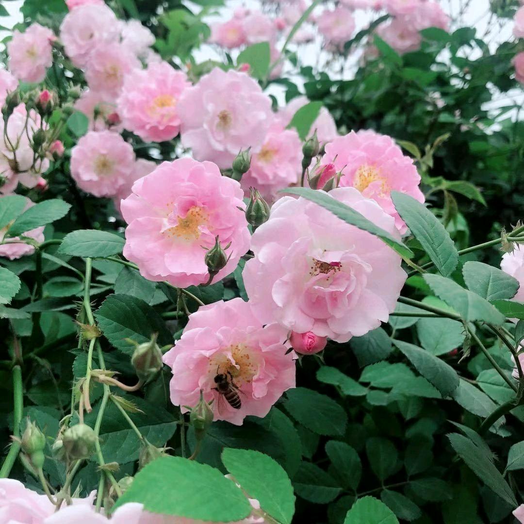 🍀🍀兰花草