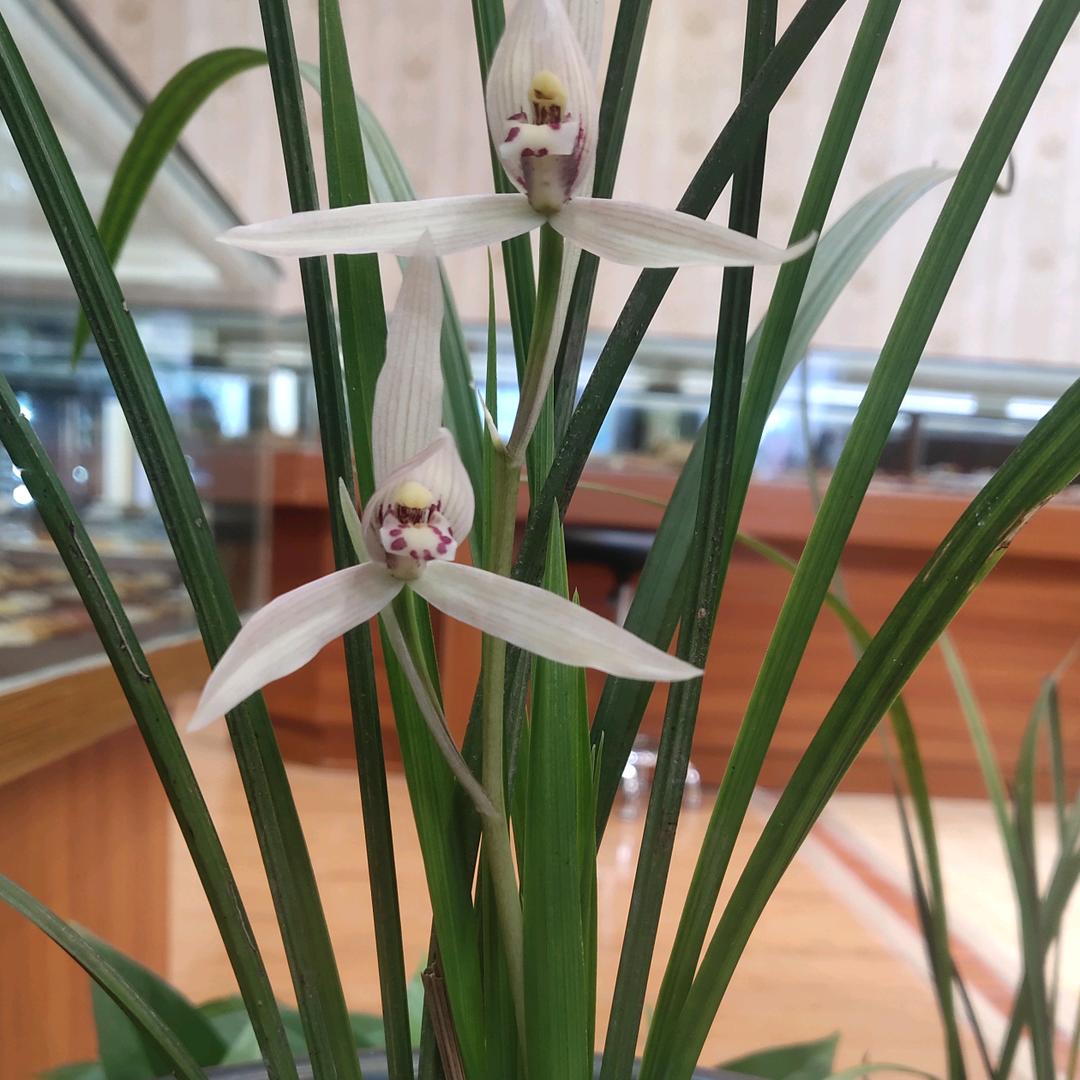 六指园艺花卉盆景园