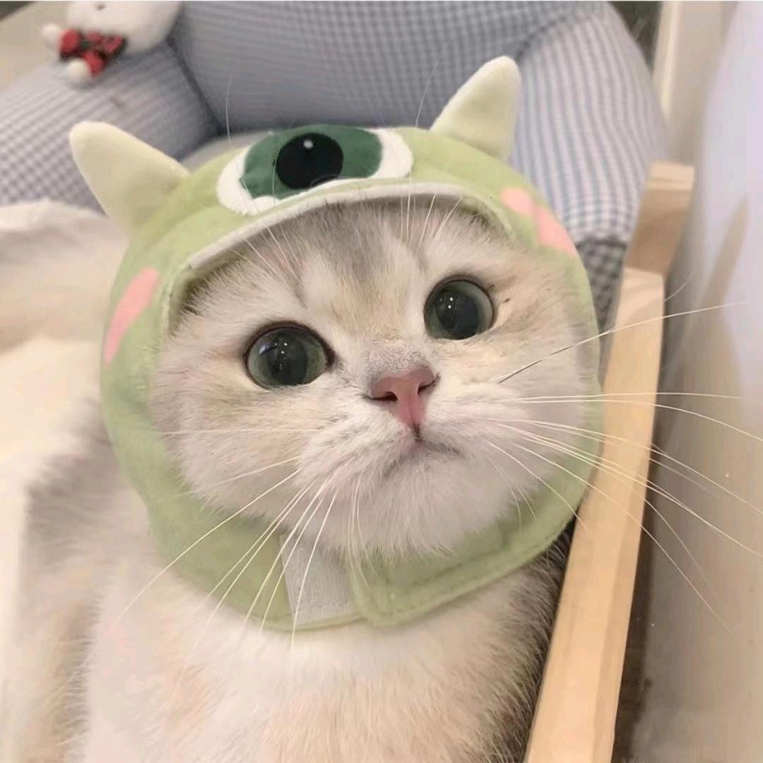 萌哒精选