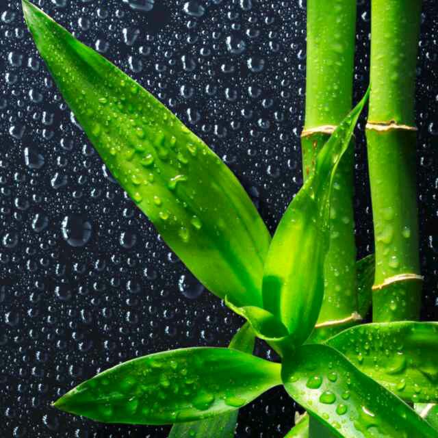 张师整复颈椎.腰突