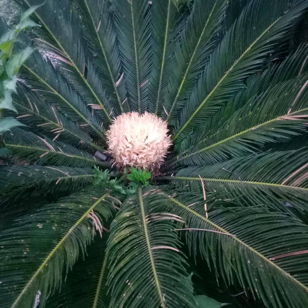 铁树开花