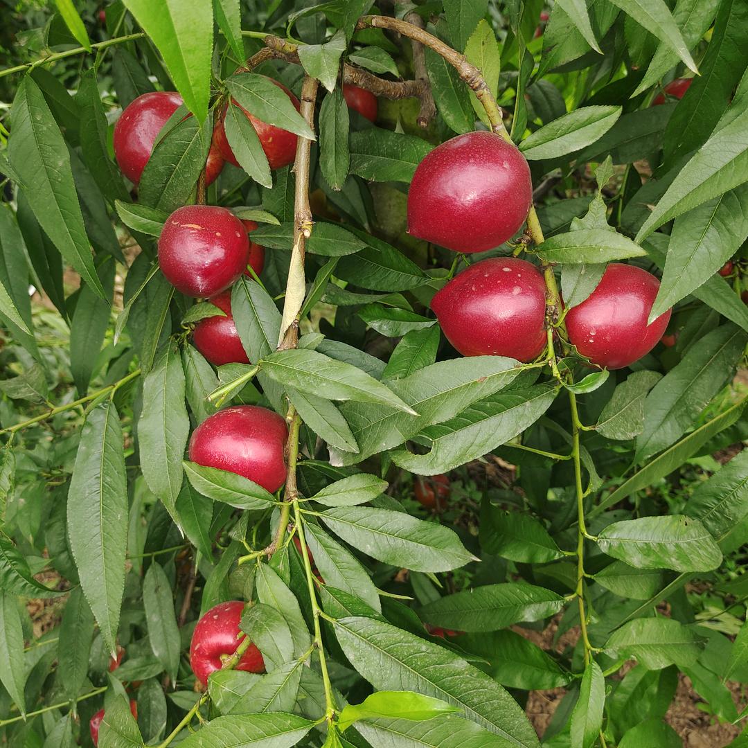 临猗县福美鲜家庭农场
