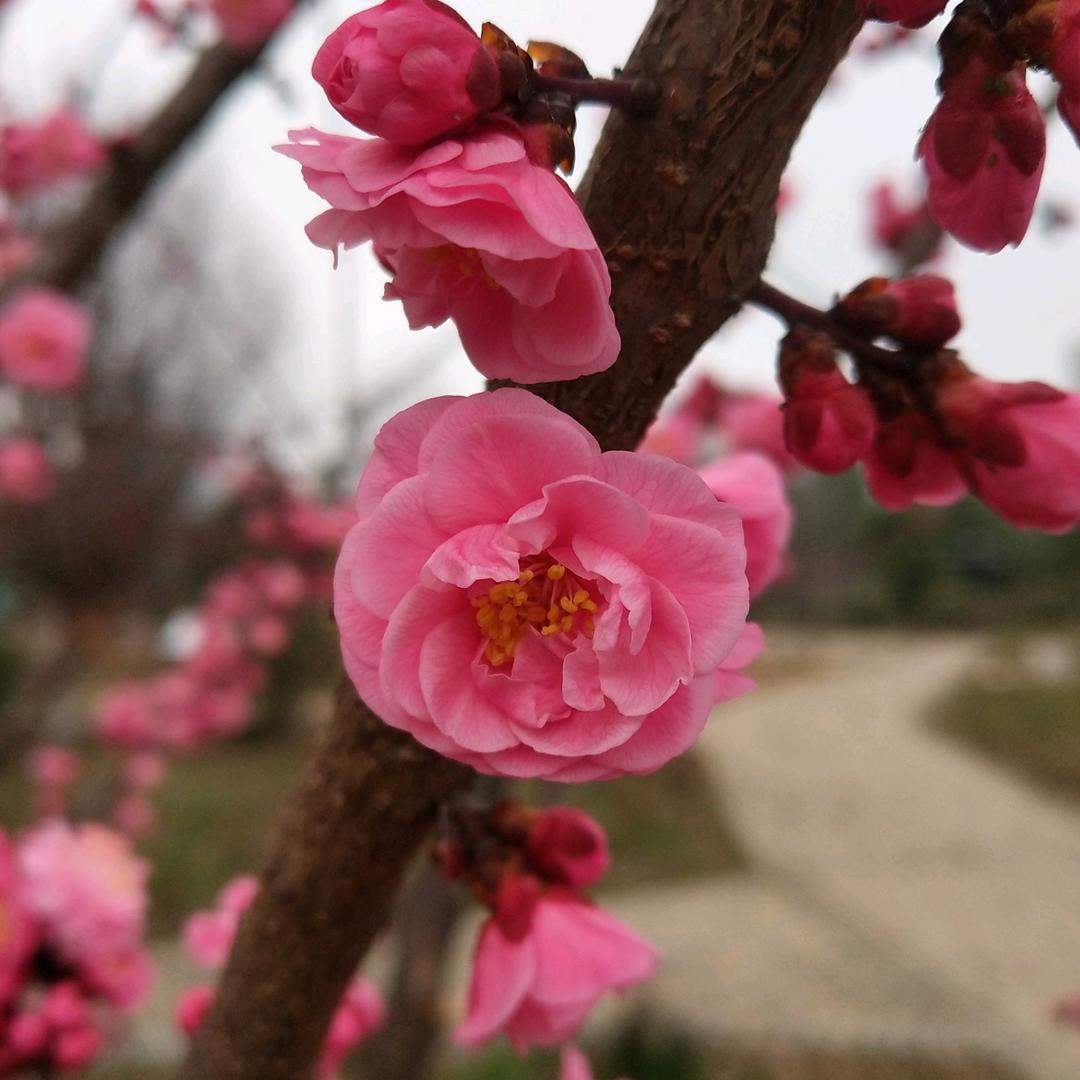 花间独酌