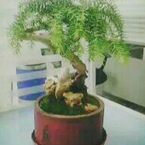 老邵头
