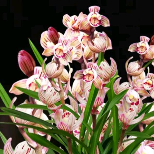 小叔兰花