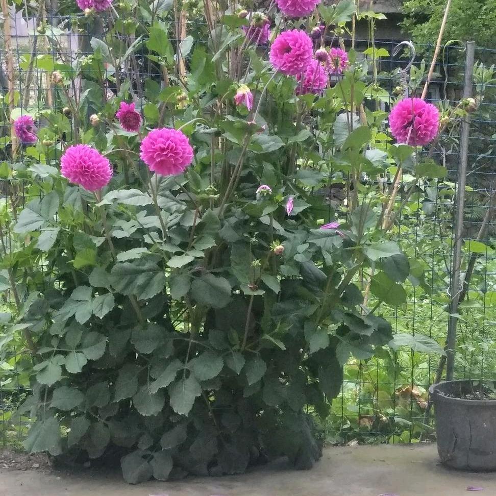 花好月圆